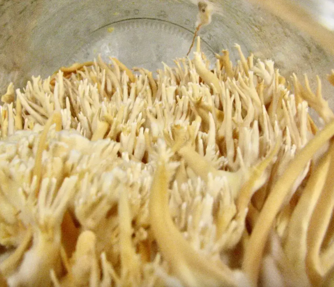 Biologisch Cordycepspoeder