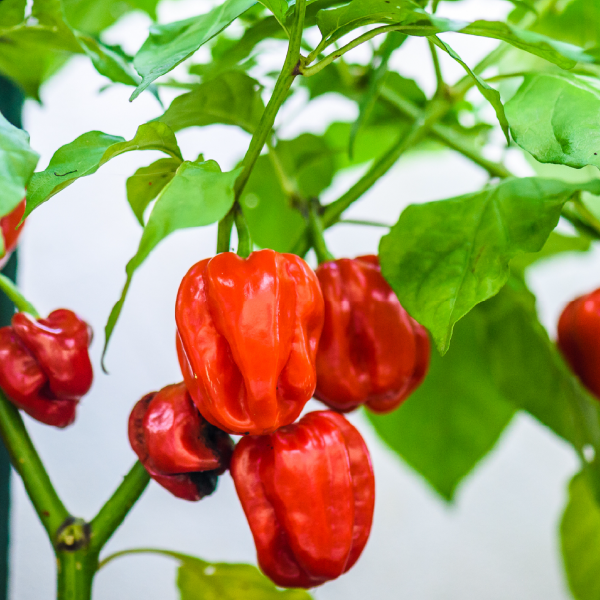 Tinctuur "Solanaceae"