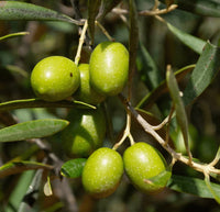 Green Queen Extra Vierge Olijfolie
