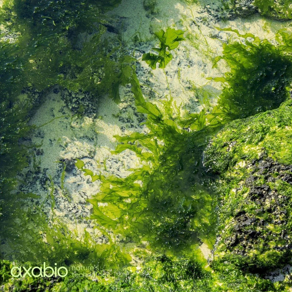 10 Astaxanthin Health Benefits, Backed by science by Dr. Gene Bruno