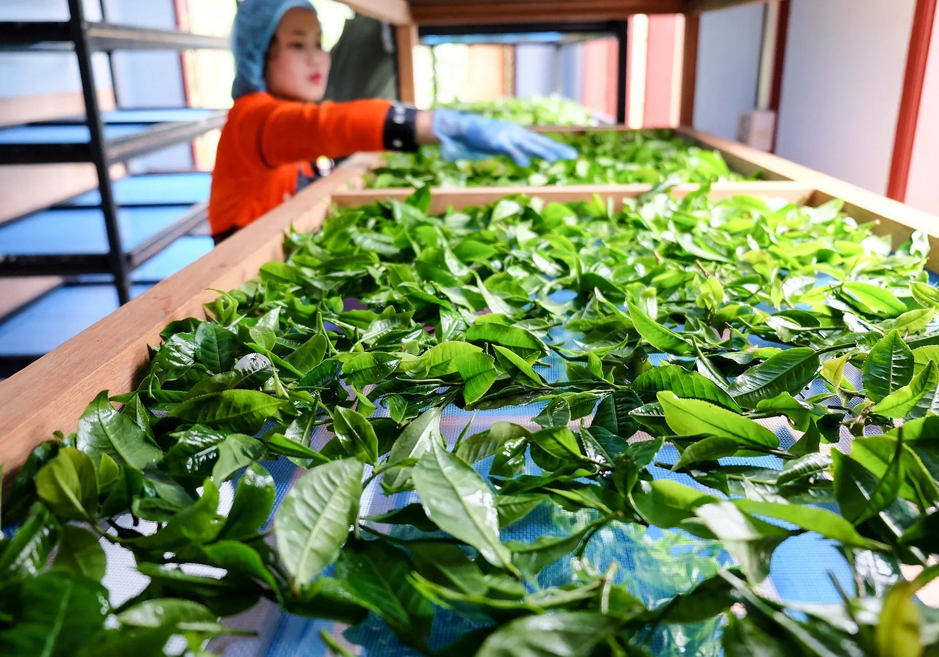 How to Store Loose Leaf Tea (and Why It Matters) - Farmatuur