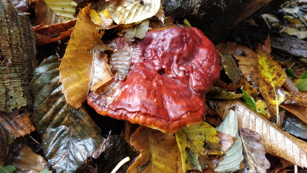 Reishi and Ageing: What a Ten-Month Study Reveals About the Mushroom of Immortality - Farmatuur