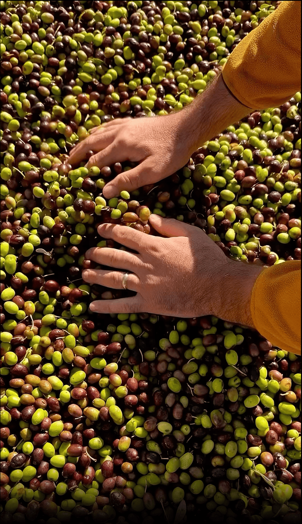 The Two Olive Varieties That Changed Everything - Farmatuur