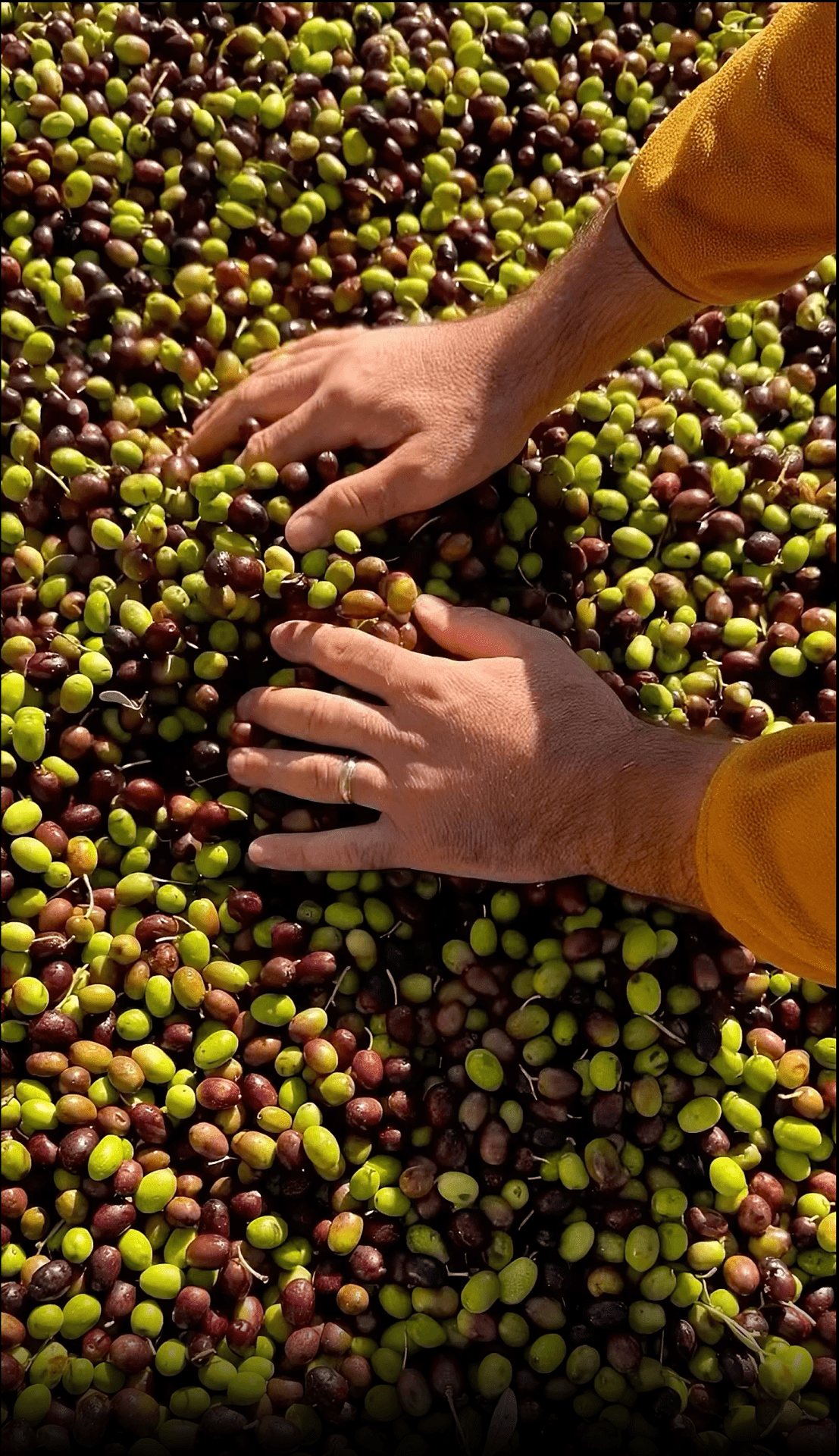 The Two Olive Varieties That Changed Everything - Farmatuur