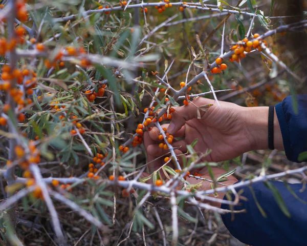 What Is Sea Buckthorn? Benefits, Uses and Why It Is Considered a Superberry - Farmatuur