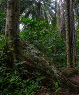 Unroasted Cacao Beans