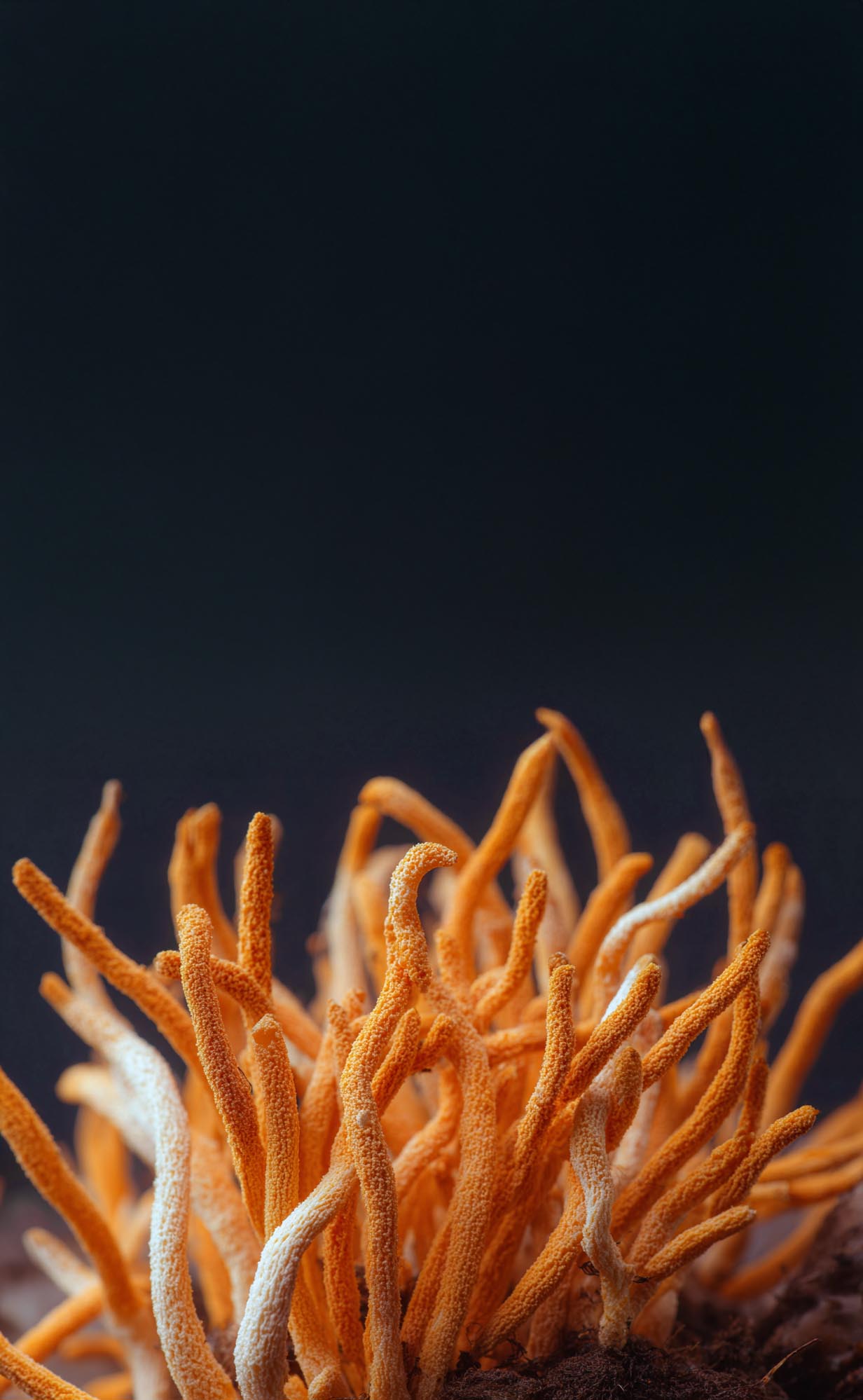 Info Sessie: Adaptogene Paddestoelen TICKET