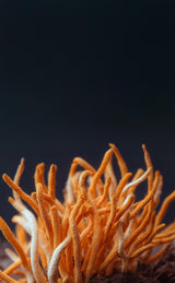 Info Sessie: Adaptogene Paddestoelen TICKET