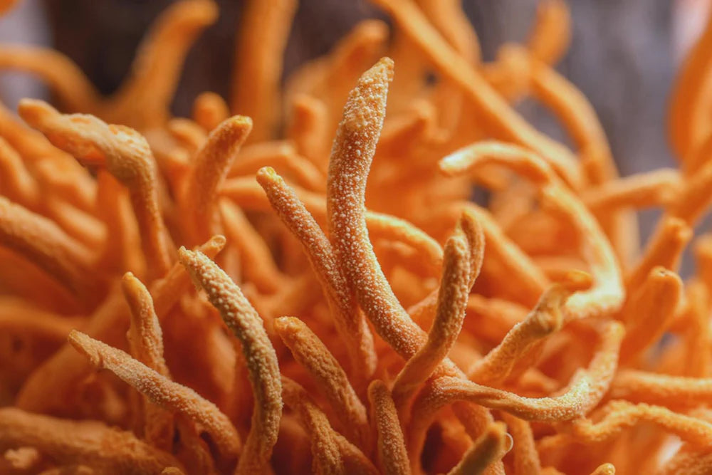 Fungtional Cordyceps