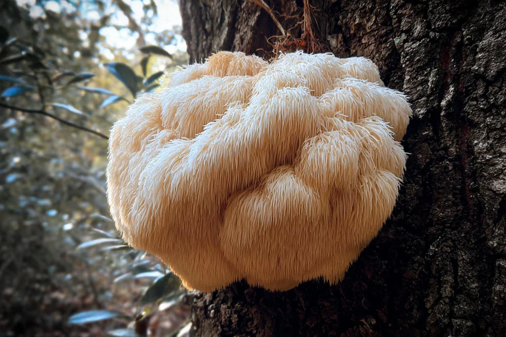 Fungtional Lion's Mane