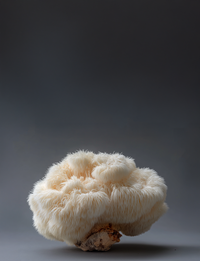 Info Sessie: Adaptogene Paddestoelen TICKET