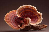Fungtional Reishi