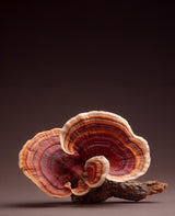 Info Sessie: Adaptogene Paddestoelen TICKET