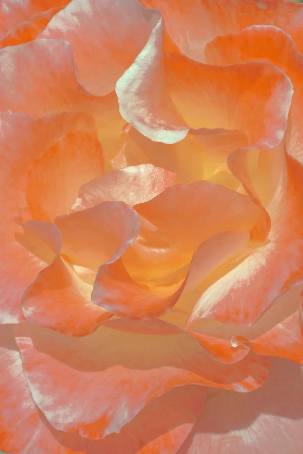 Sacred Heart - Rose Tincture