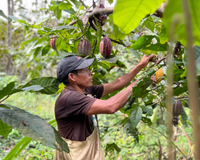 Dalileo, Heirloom Criollo Cacaobonen