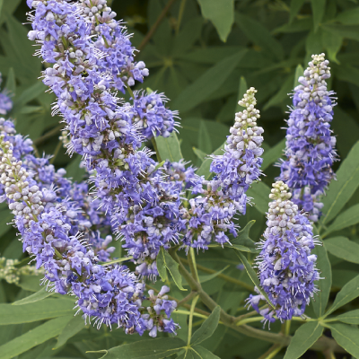 Hormone tincture formula