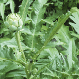 Cholesterol formula tincture - Farmatuur