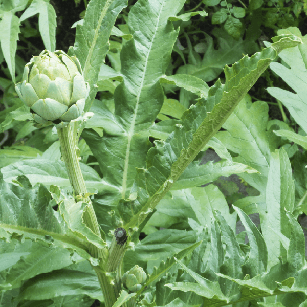 Cholesterol formula tincture - Farmatuur