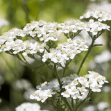 Cholesterol formula tincture - Farmatuur