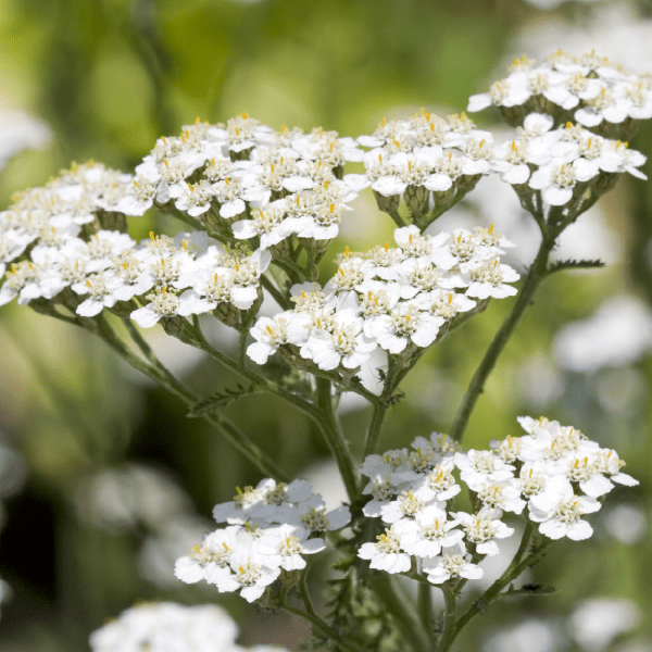 Cholesterol formula tincture - Farmatuur