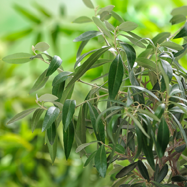 Cholesterol formula tincture - Farmatuur