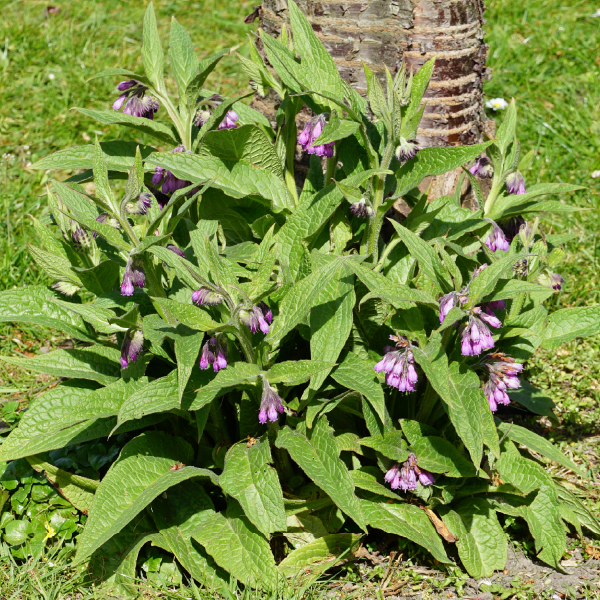 Comfrey ointment