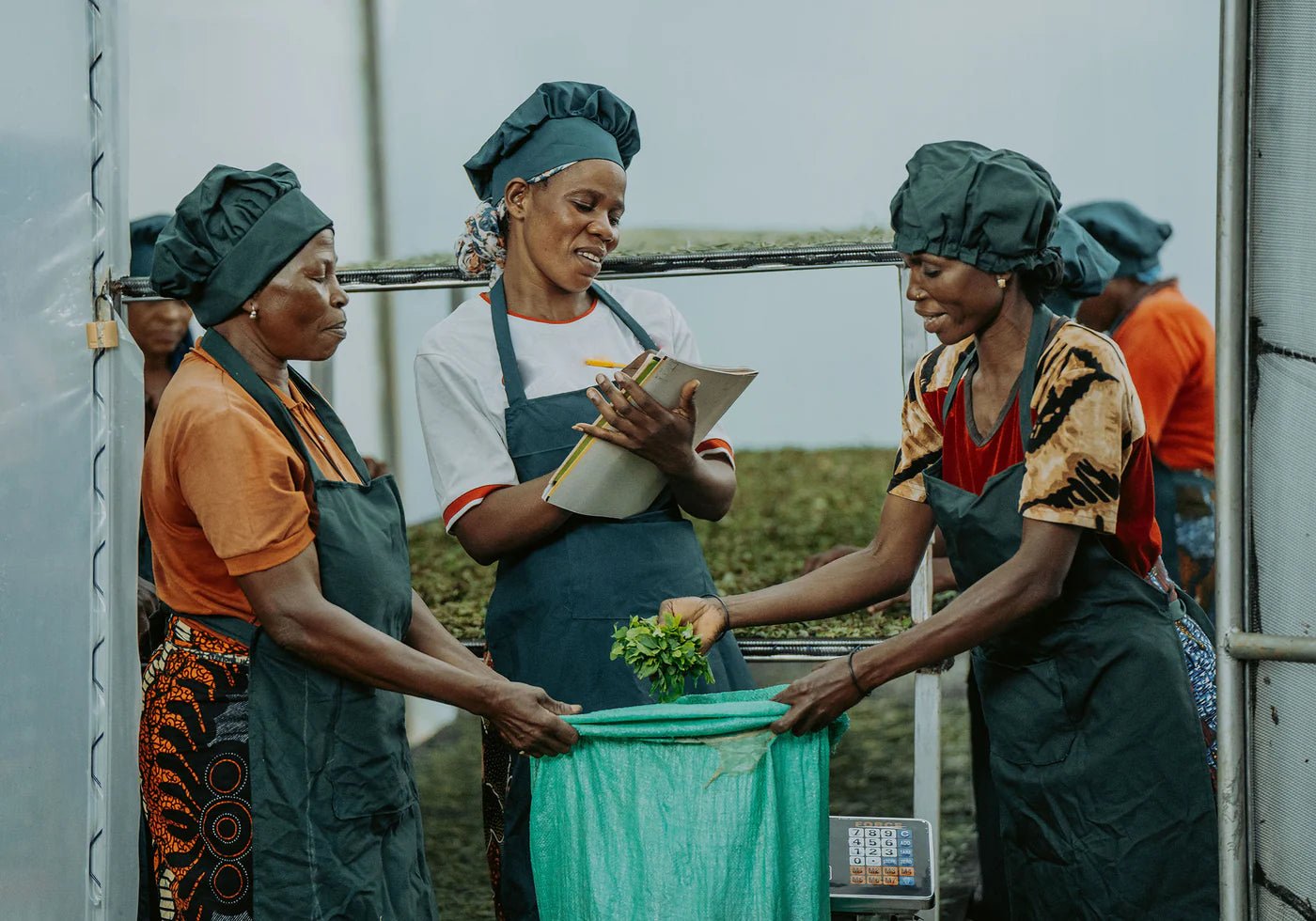 Ginger Mint - Farmatuur