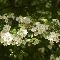 Hormoontinctuurformule