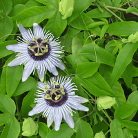 Hormone tincture formula - Farmatuur