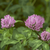 Hormone tincture formula - Farmatuur