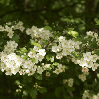 Hormone tincture formula - Farmatuur