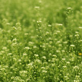 Hormone tincture formula - Farmatuur