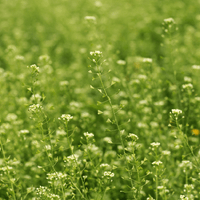 Hormone tincture formula - Farmatuur