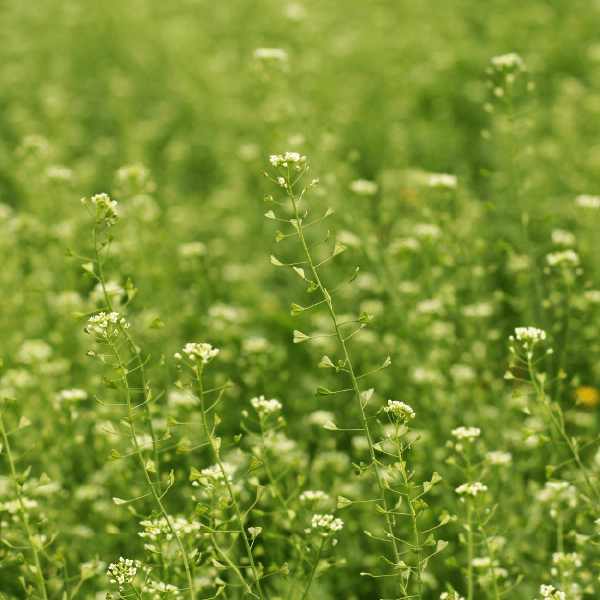 Hormone tincture formula - Farmatuur