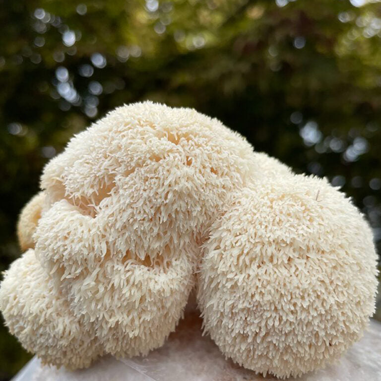 Lion's mane tincture (Hericium erinaceus)