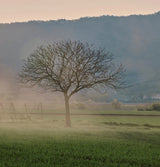 Oddbird White (Non - Alcoholic), Alsace & South of France - Farmatuur