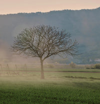 Oddbird White (Non - Alcoholic), Alsace & South of France - Farmatuur
