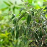 Cholesterolformule tinctuur