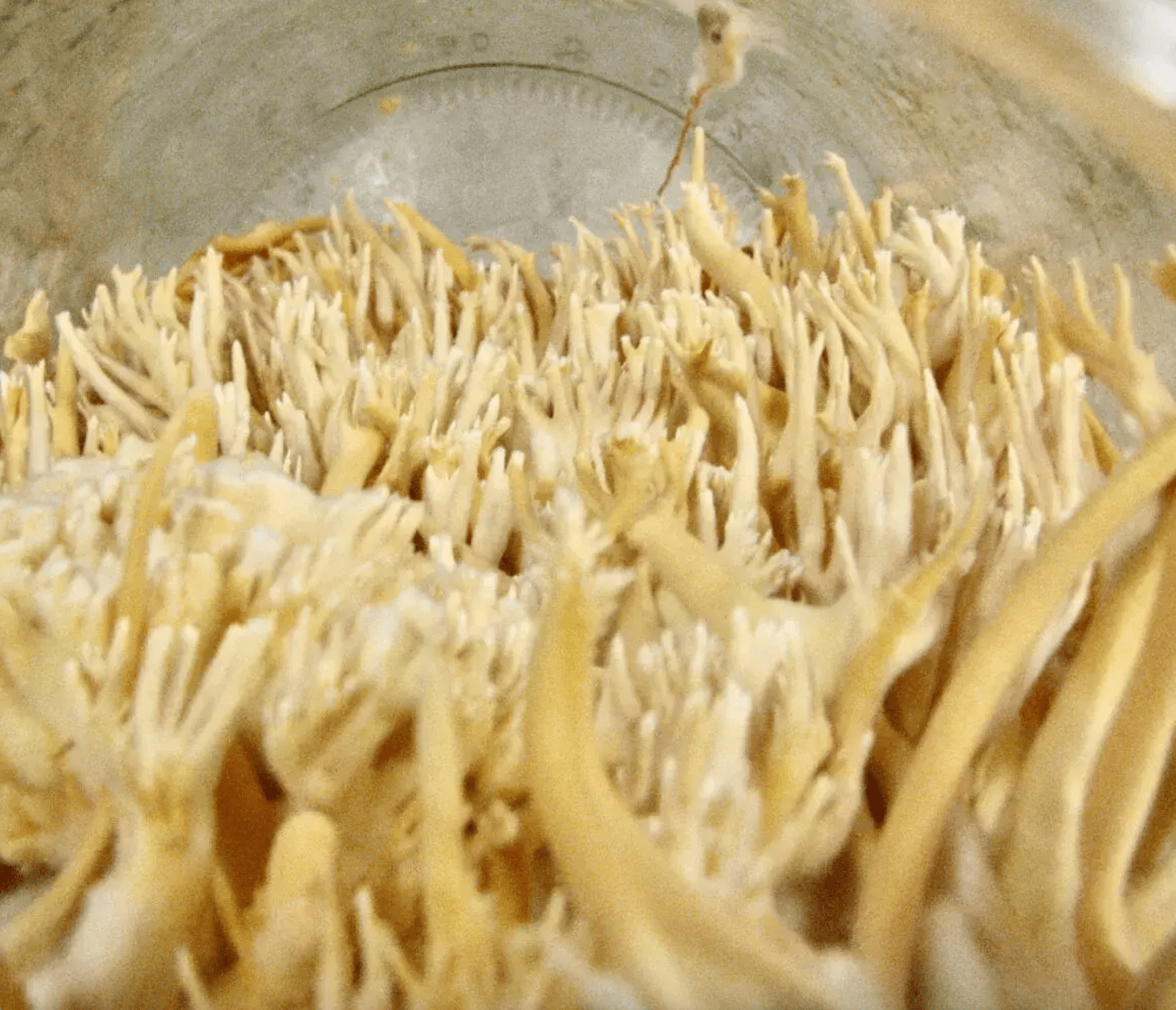 Organic Cordyceps Powder - Farmatuur