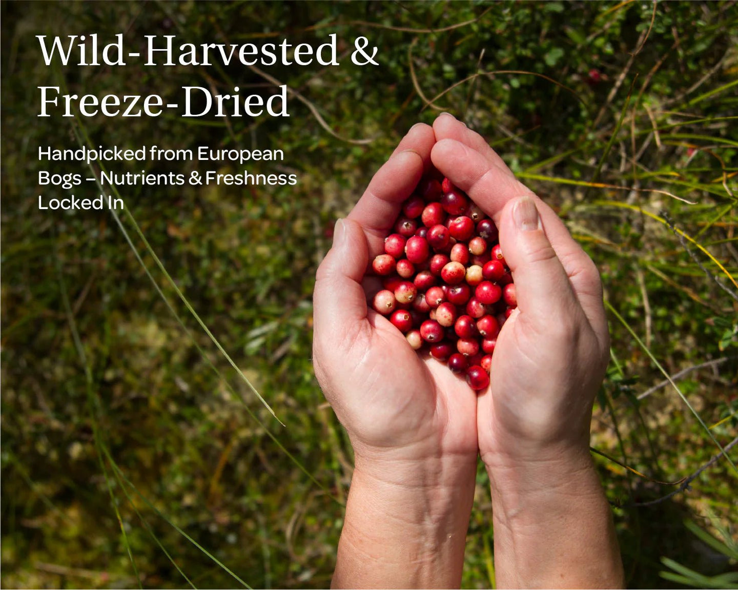 Organic Cranberry Powder - Freeze Dried Cranberries - Farmatuur