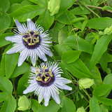 Hormoontinctuurformule