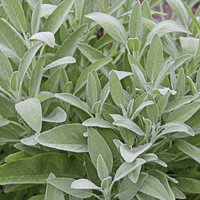 Propolis with thyme and sage - Farmatuur