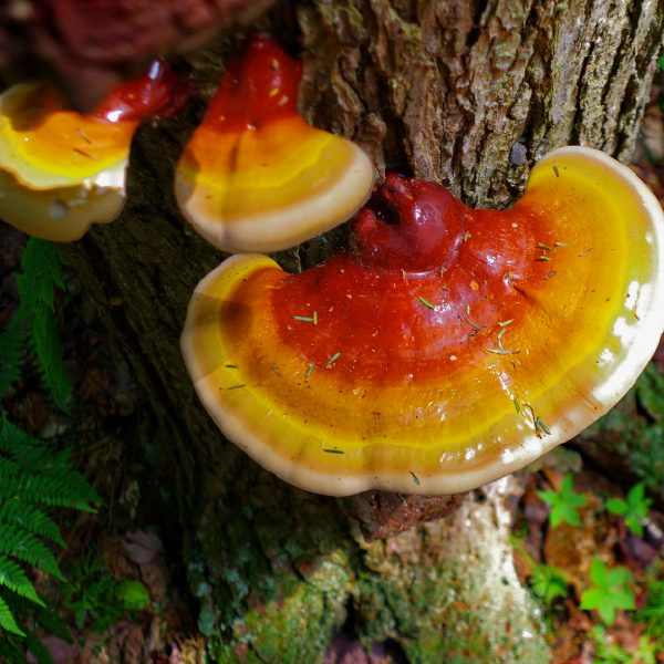 Reishi mushroom (Ganoderma lucidum) tincture