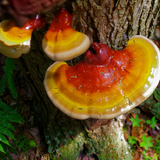 Reishi mushroom (Ganoderma lucidum) tincture