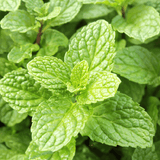 Respiratory ointment - Farmatuur