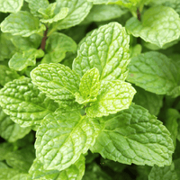 Respiratory ointment - Farmatuur