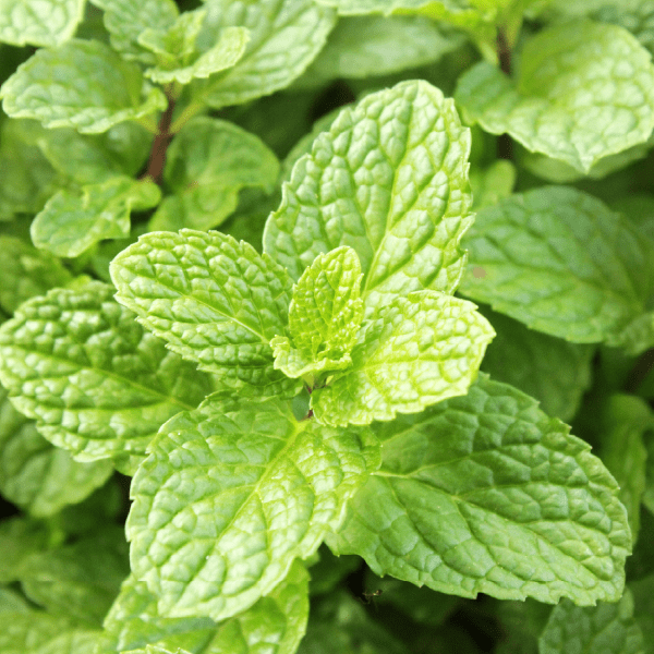 Respiratory ointment - Farmatuur