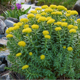 Stress tincture formula