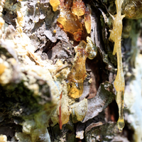 Spruce tree resin ointment - Farmatuur