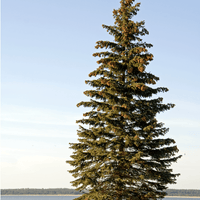 Spruce tree resin ointment - Farmatuur